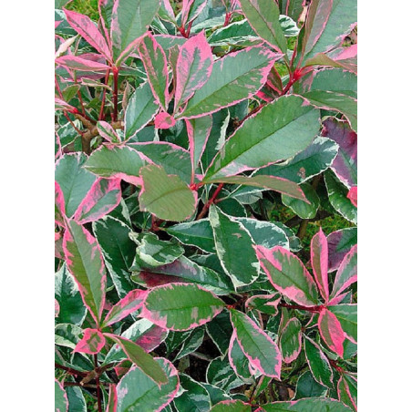 PHOTINIA fraseri PINK MARBLE® (Photinia Pink Marble - Arbre)