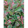 PHOTINIA fraseri PINK MARBLE® (Photinia Pink Marble - Arbre)