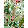 PHOTINIA fraseri PINK MARBLE® (Photinia Pink Marble - Arbre)