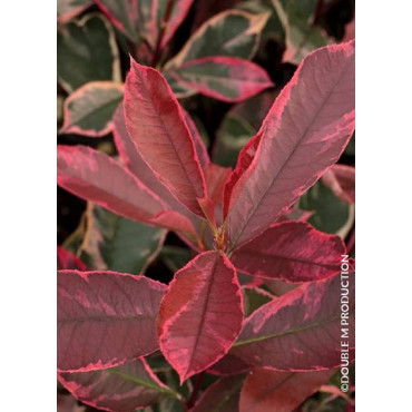 PHOTINIA fraseri PINK MARBLE® (Photinia Pink Marble)