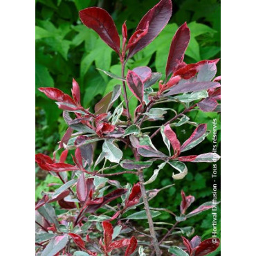 PHOTINIA fraseri PINK MARBLE® (Photinia Pink Marble)