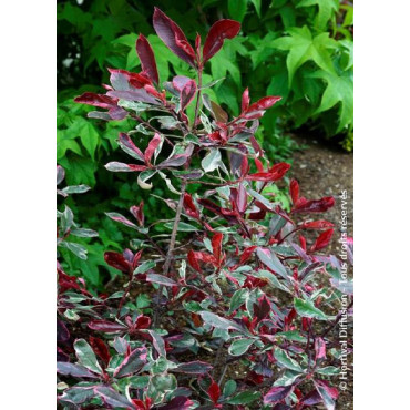 PHOTINIA fraseri PINK MARBLE® (Photinia Pink Marble)