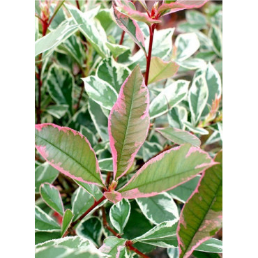 PHOTINIA fraseri PINK MARBLE® (Photinia Pink Marble)