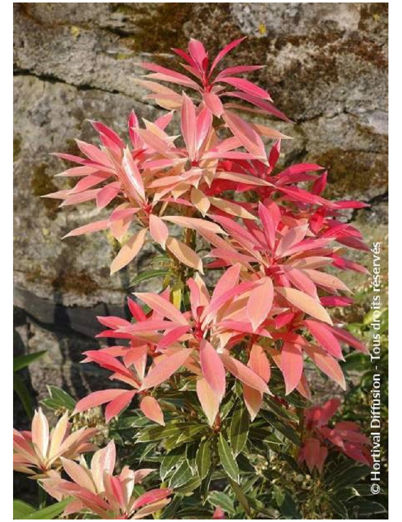 PIERIS japonica FLAMING SILVER (Andromède du Japon)