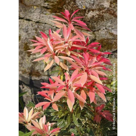 PIERIS japonica FLAMING SILVER (Andromède du Japon)