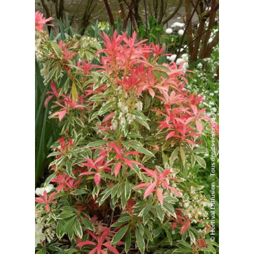 PIERIS japonica FLAMING SILVER (Andromède du Japon)