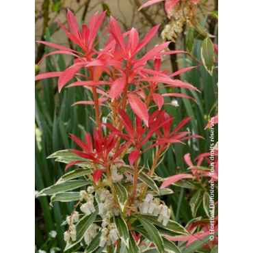 PIERIS japonica FLAMING SILVER (Andromède du Japon)