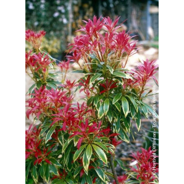 PIERIS japonica FLAMING SILVER (Andromède du Japon)