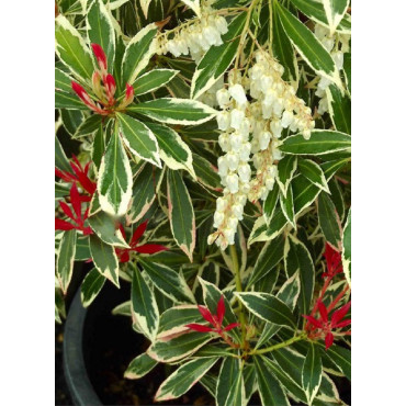 PIERIS japonica FLAMING SILVER (Andromède du Japon)