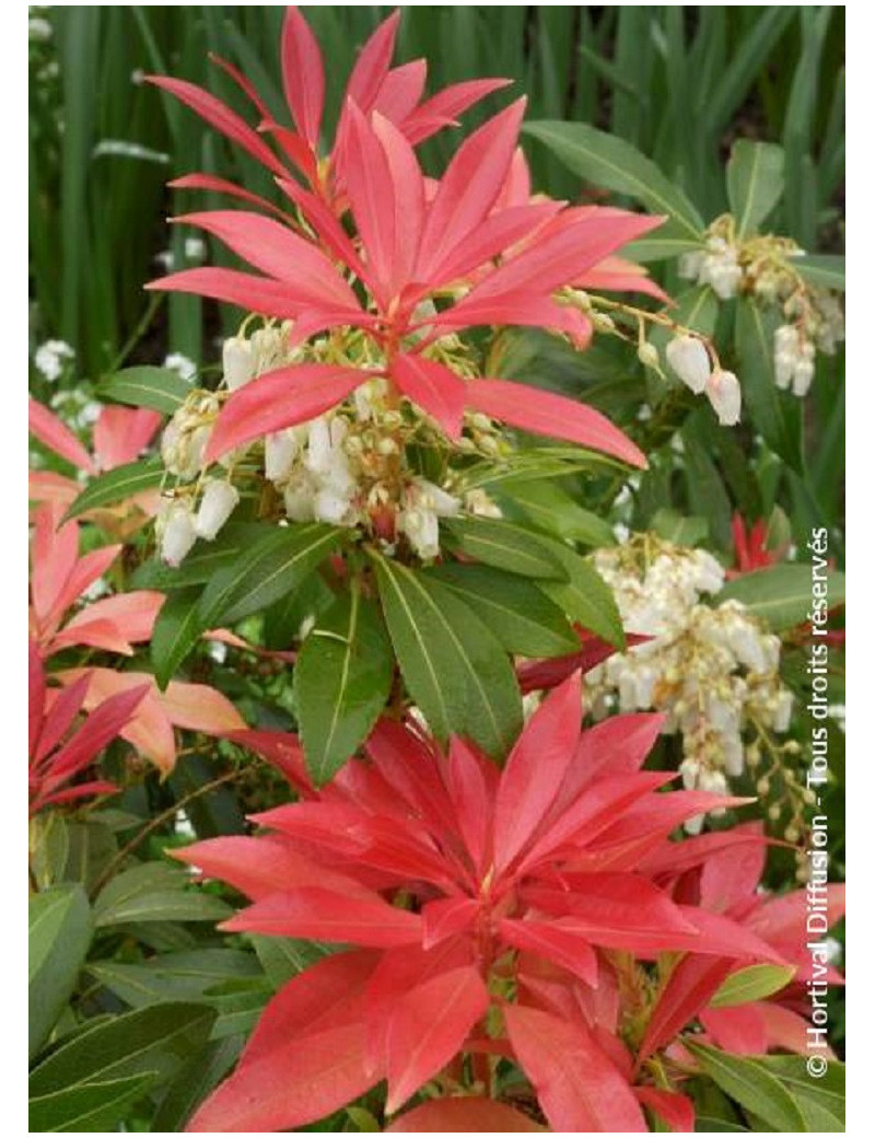 PIERIS japonica FOREST FLAME (Andromède du Japon)