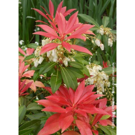 PIERIS japonica FOREST FLAME (Andromède du Japon)