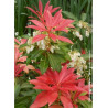 PIERIS japonica FOREST FLAME (Andromède du Japon)