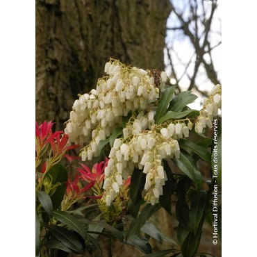 PIERIS japonica FOREST FLAME (Andromède du Japon)