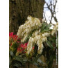 PIERIS japonica FOREST FLAME (Andromède du Japon)