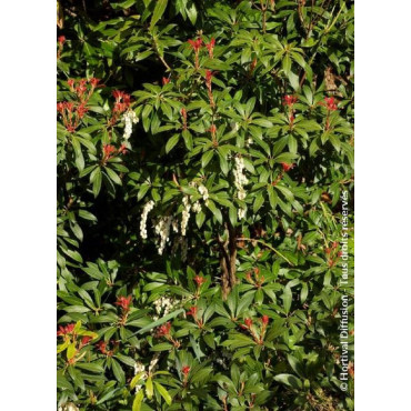 PIERIS japonica FOREST FLAME (Andromède du Japon)