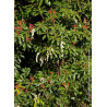 PIERIS japonica FOREST FLAME (Andromède du Japon)