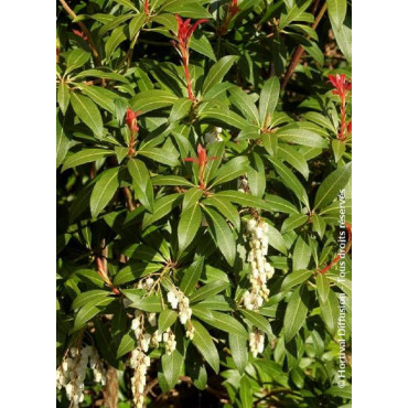 PIERIS japonica FOREST FLAME (Andromède du Japon)