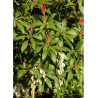 PIERIS japonica FOREST FLAME