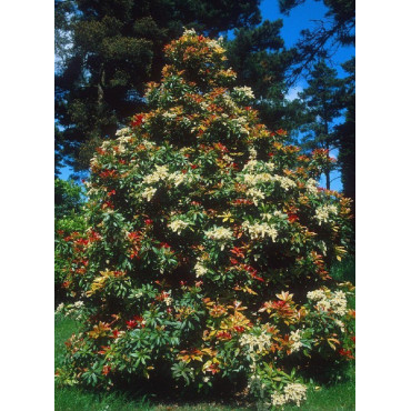 PIERIS japonica FOREST FLAME (Andromède du Japon)