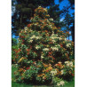 PIERIS japonica FOREST FLAME