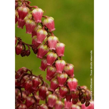 PIERIS japonica VALLEY VALENTINE (Andromède du Japon)