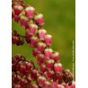 PIERIS japonica VALLEY VALENTINE (Andromède du Japon)