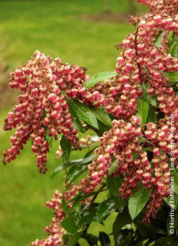 PIERIS japonica VALLEY VALENTINE