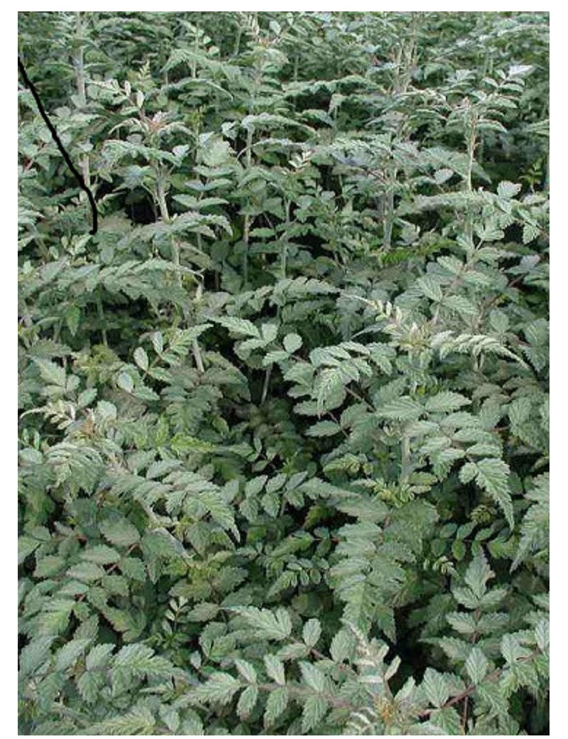 RUBUS thibetanus RUBUS thibetanus