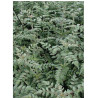 RUBUS thibetanus