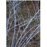 RUBUS thibetanus