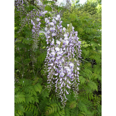 Topiaire (Plante taillée) - WISTERIA floribunda (Glycine)