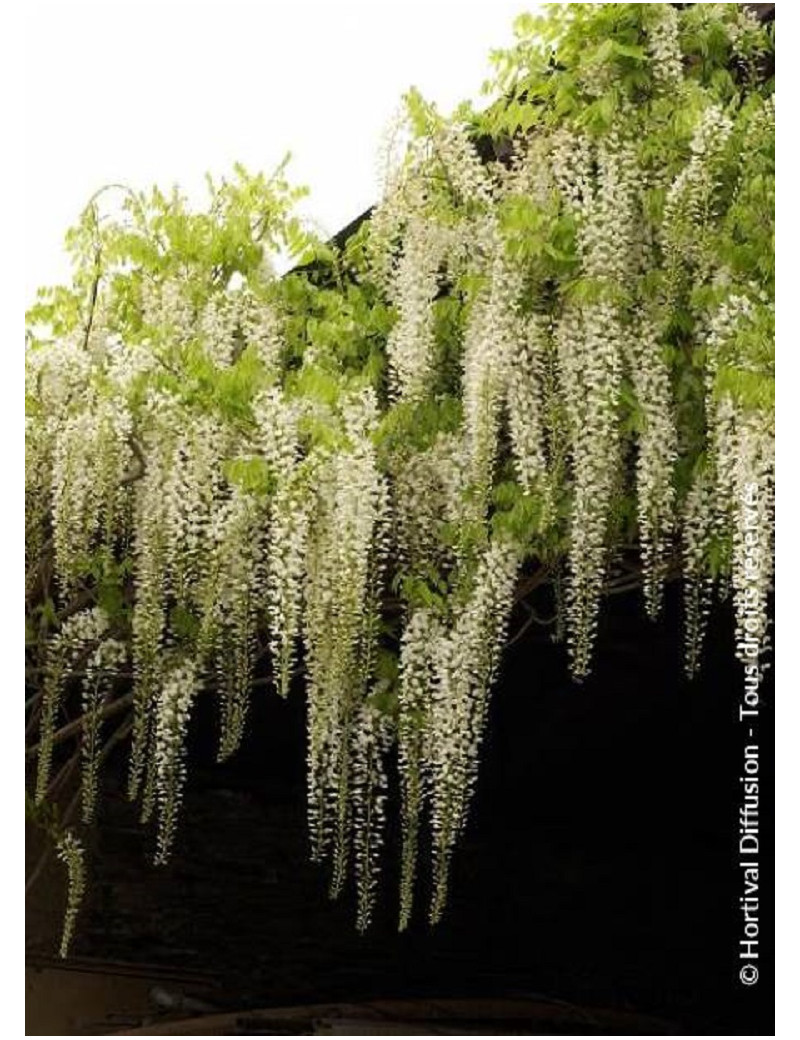 Topiaire (Plante taillée) - WISTERIA floribunda (Glycine)