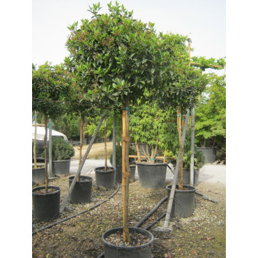Topiaire (Plante taillée) - VIBURNUM tinus EVE PRICE (Laurier tin Eve Price)