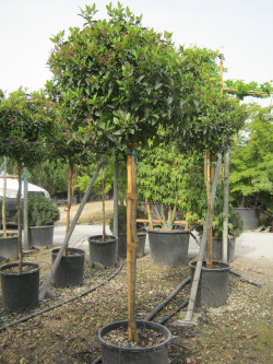 VIBURNUM tinus EVE PRICE En pot forme tige hauteur du tronc 090-110 cm