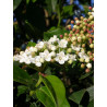 Topiaire (Plante taillée) - VIBURNUM tinus EVE PRICE (Laurier tin Eve Price)