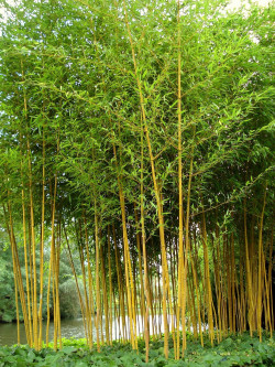PHYLLOSTACHYS aureosulcata AUREOCAULIS