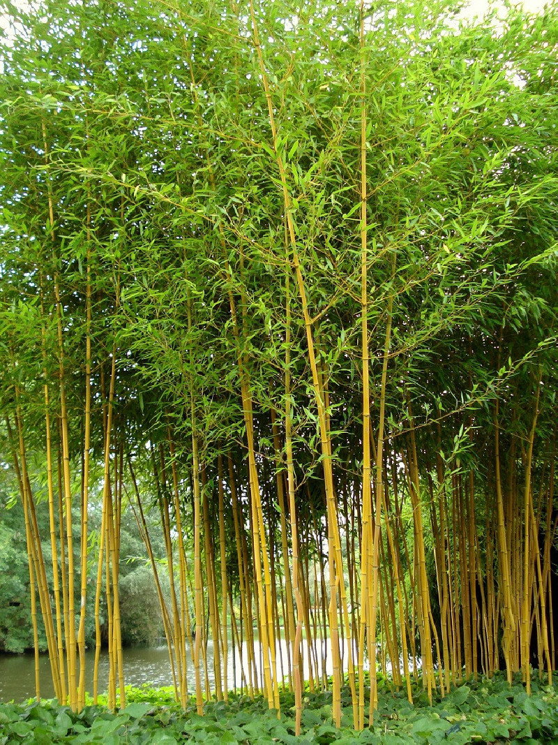 PHYLLOSTACHYS aureosulcata AUREOCAULIS