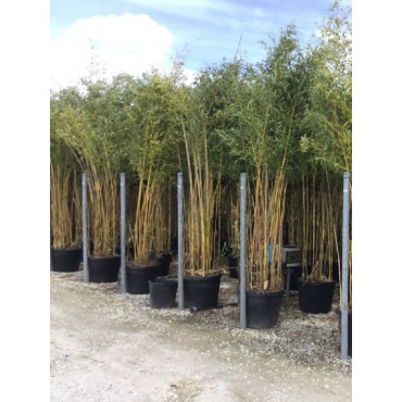 Topiaire (plante taillée) - PHYLLOSTACHYS aureosulcata SPECTABILIS (Bambou jaune strié vert)
