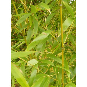 Topiaire (plante taillée) - PHYLLOSTACHYS AUREA (Bambou doré)