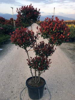 PHOTINIA fraseri LITTLE RED ROBIN En pot forme pompons