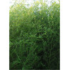 Topiaire (plante taillée) - PHYLLOSTACHYS BISSETII (Bambou vert)