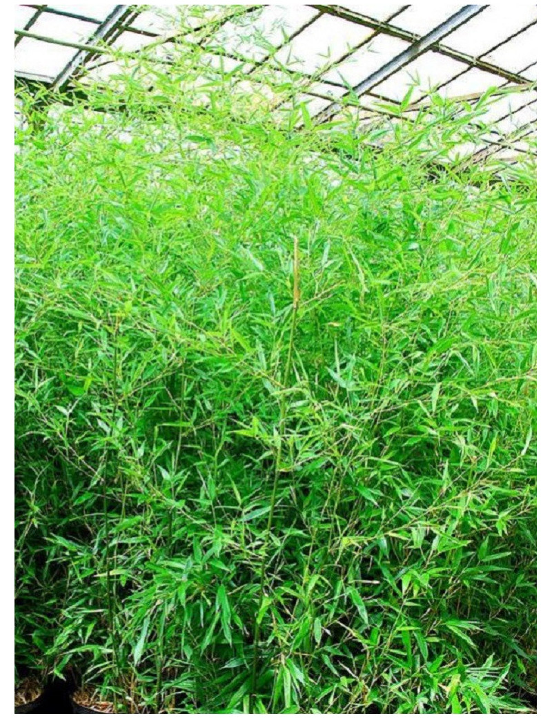 Topiaire (plante taillée) - PHYLLOSTACHYS BISSETII (Bambou vert) Topiaire (plante taillée) - PHYLLOSTACHYS BISSETII (Bambou vert)