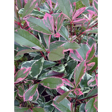 Topiaire (Plante taillée) - PHOTINIA fraseri PINK MARBLE® (Photinia Pink Marble)