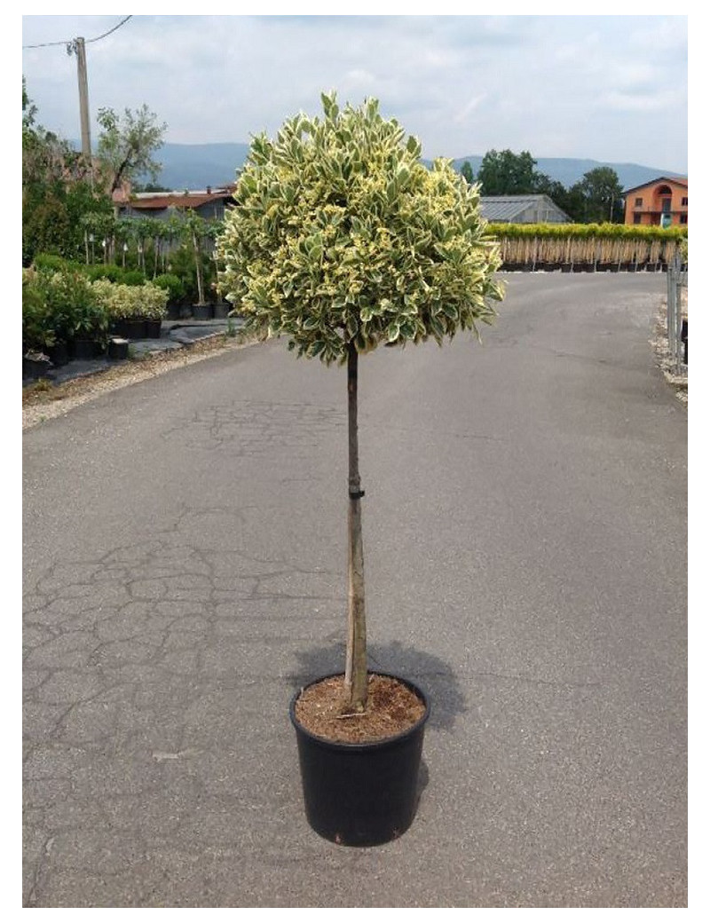 EUONYMUS japonicus BRAVO En pot forme tige hauteur du tronc 090-110 cm