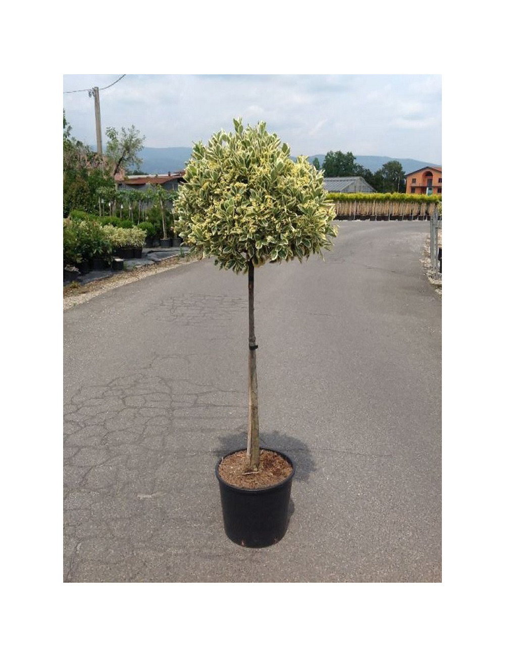 EUONYMUS japonicus BRAVO En pot forme tige hauteur du tronc 090-110 cm