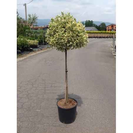 EUONYMUS japonicus BRAVO En pot forme tige hauteur du tronc 090-110 cm
