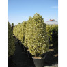 Topiaire (Plante taillée) - EUONYMUS japonicus BRAVO (Fusain du Japon)