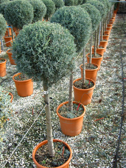 CUPRESSUS arizonica FASTIGIATA En pot forme tige hauteur du tronc 090-110 cm