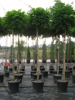 WISTERIA floribunda En forme tige hauteur du tronc 180-200 cm