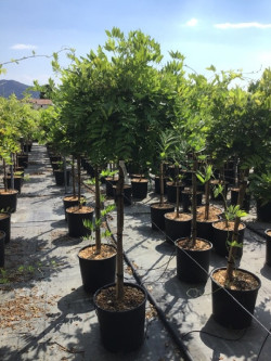 WISTERIA floribunda En pot forme tige hauteur du tronc 090-110